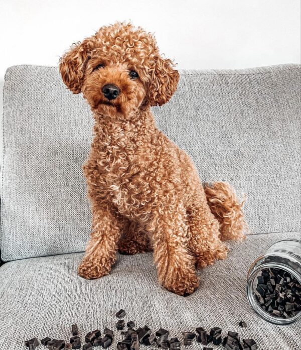 Jager (Toy Poodle Puppy)
