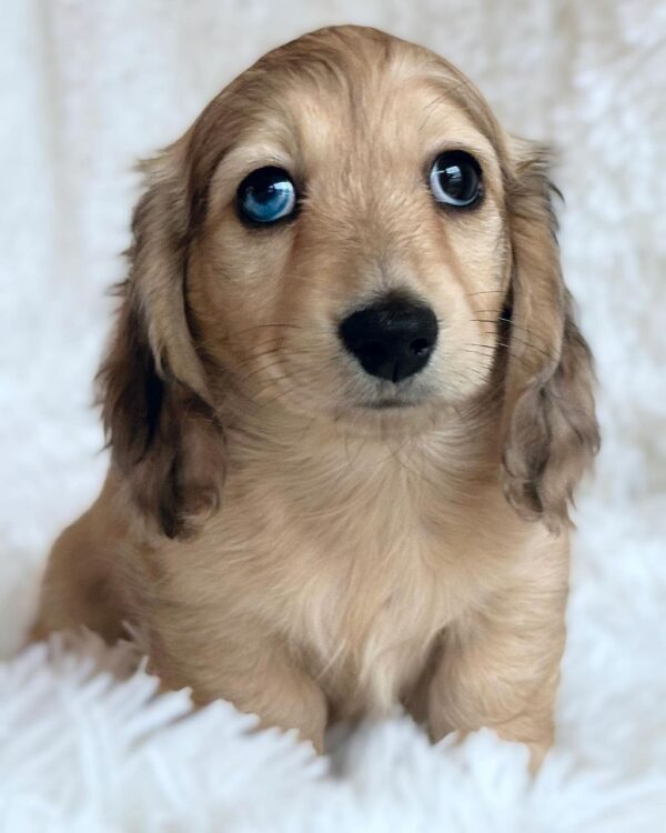 Jill (Dachshund puppy) - Image 3