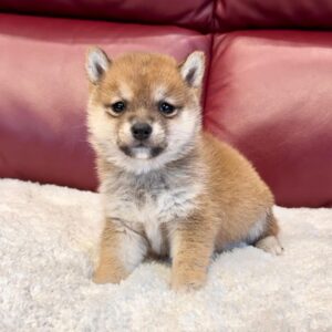 Clem (Shiba Inu Puppy)
