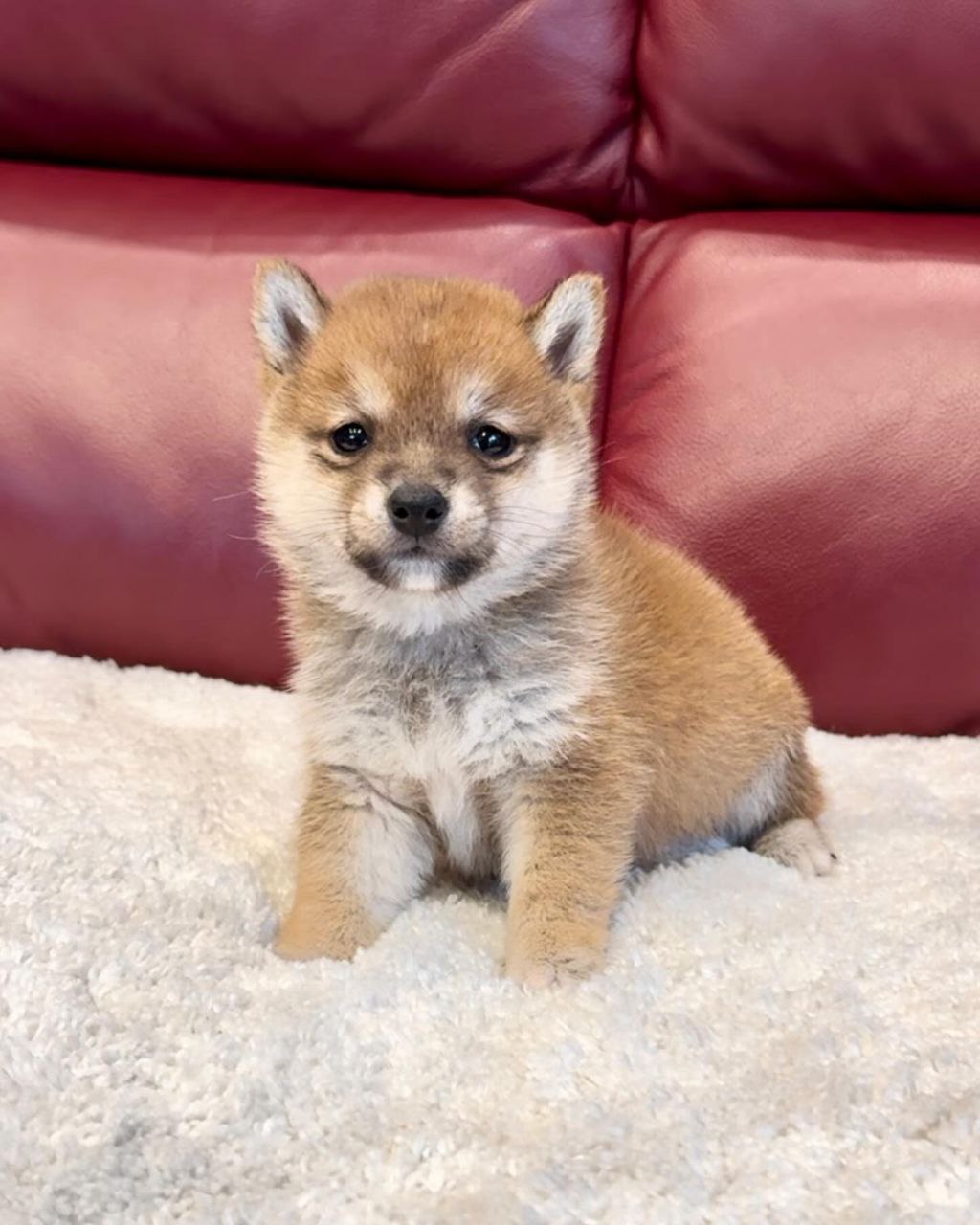 Clem (Shiba Inu Puppy)