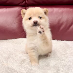 Kim (Shiba Inu Puppy)