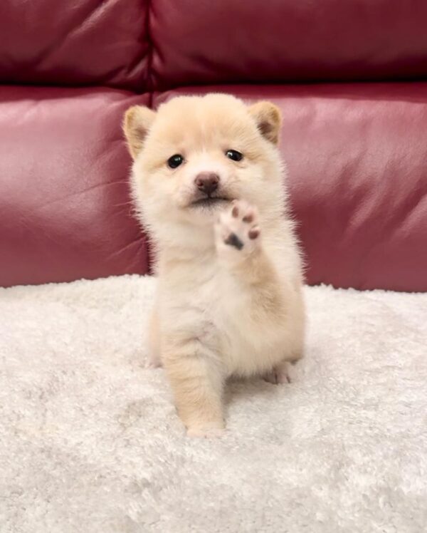 Kim (Shiba Inu Puppy)