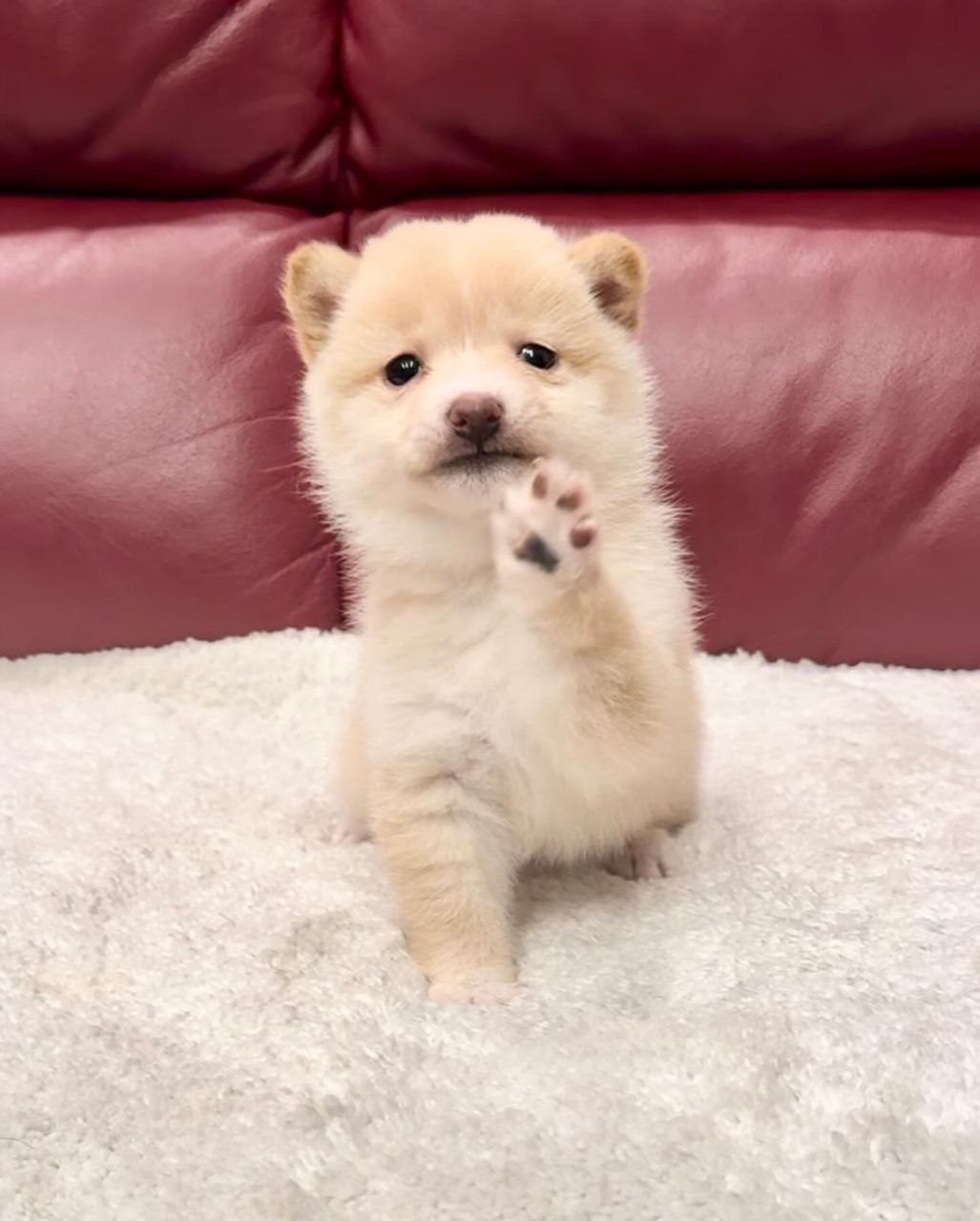Kim (Shiba Inu Puppy)
