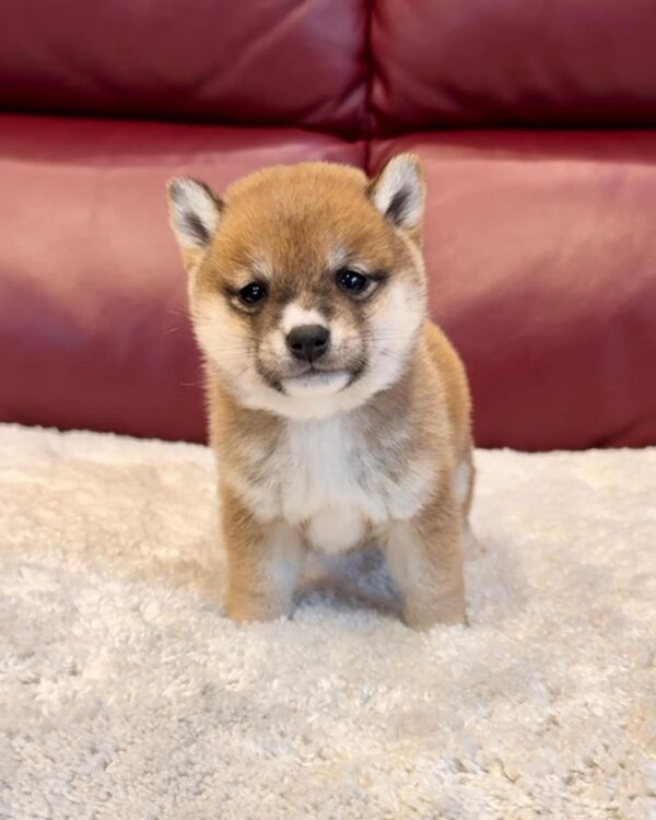 Mason (Shiba Inu Puppy) - Image 3