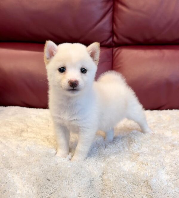 Fresco (Shiba Inu Puppy) - Image 3