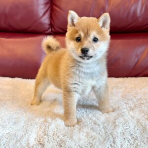 Nolan (Shiba Inu Puppy)
