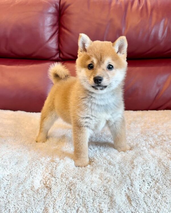 Nolan (Shiba Inu Puppy)