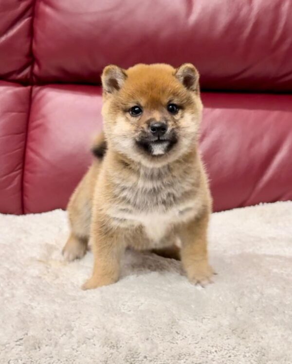 Mary (Shiba Inu Puppy) - Image 4