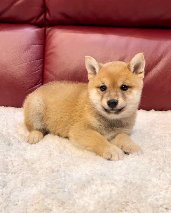 Jewel (Shiba Inu Puppy) - Image 5