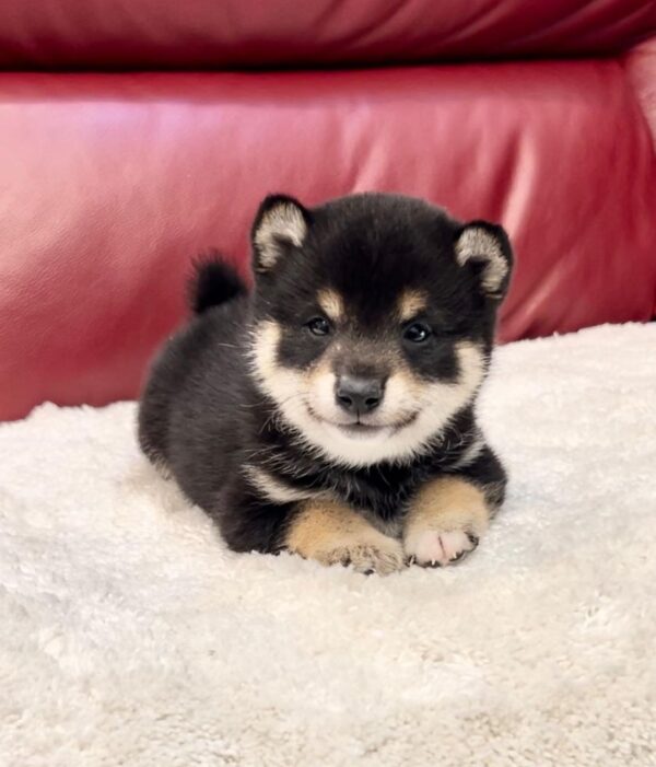 Theo (Shiba Inu Puppy) - Image 4