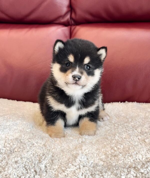 Tonya (Shiba Inu Puppy) - Image 5