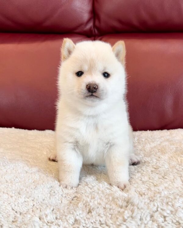 Tammy (Shiba Inu Puppy) - Image 4