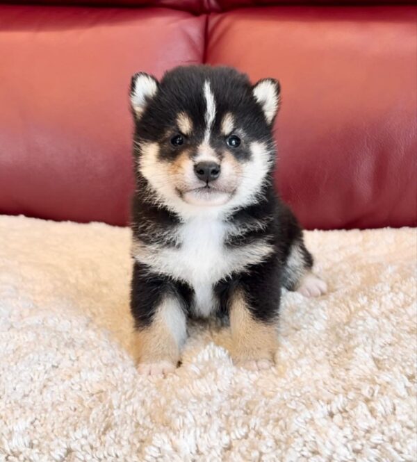 Alder (Shiba Inu Puppy) - Image 3