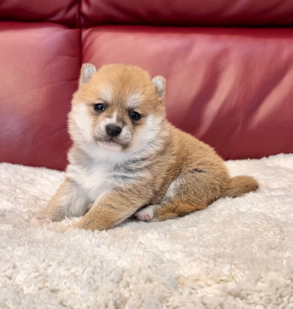 Tasha (Shiba Inu Puppy) - Image 4