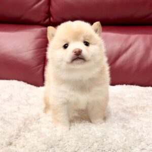 Tracy (Shiba Inu Puppy)