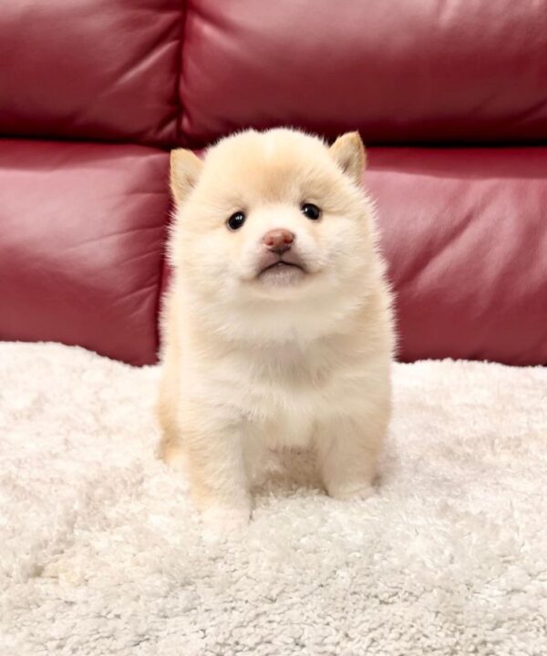 Tracy (Shiba Inu Puppy)