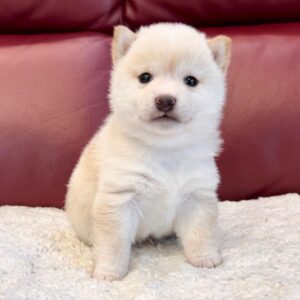 Kiki (Shiba Inu Puppy)