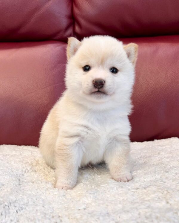 Kiki (Shiba Inu Puppy)