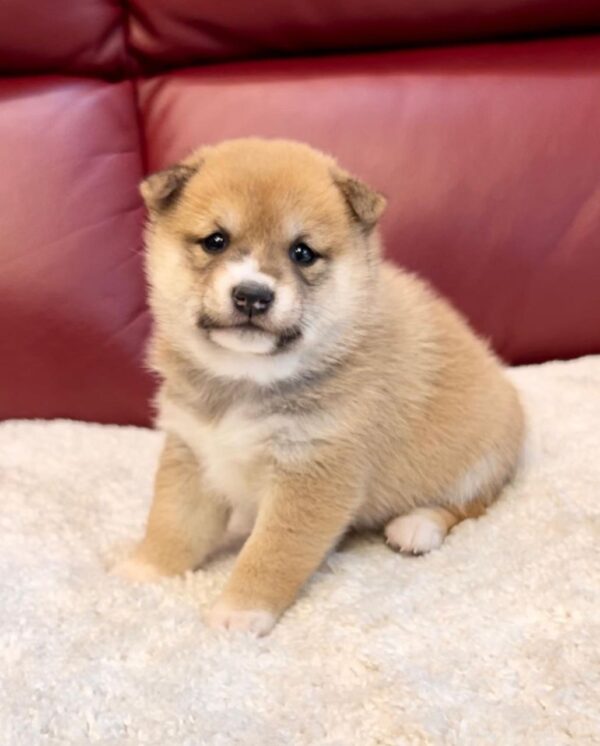 Annette (Shiba Inu Puppy) - Image 4