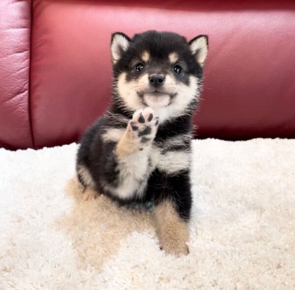 Archer (Shiba Inu Puppy)