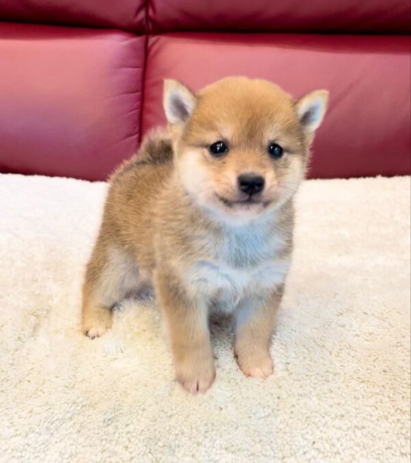 Tucker (Shiba Inu Puppy) - Image 3