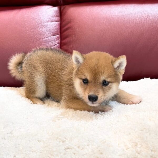 Willa (Shiba Inu Puppy) - Image 3
