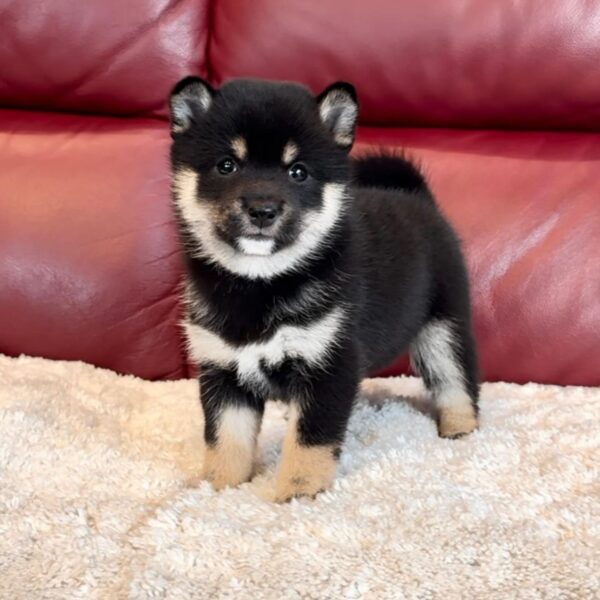 Alder (Shiba Inu Puppy) - Image 4