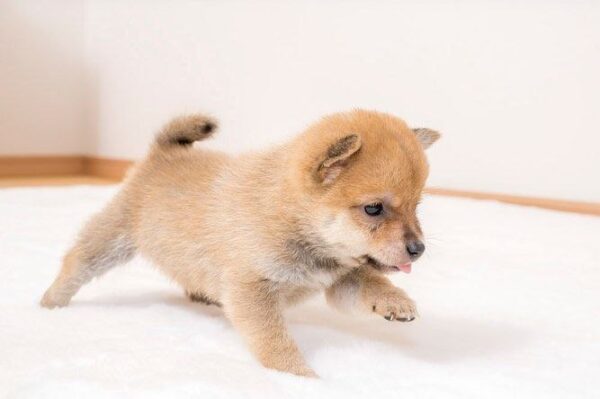 Rocky(Shiba Inu Puppy) - Image 4