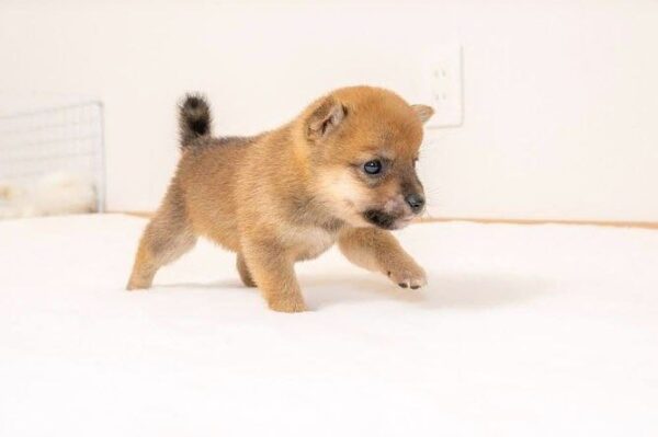 Zayne (Shiba Inu Puppy) - Image 4