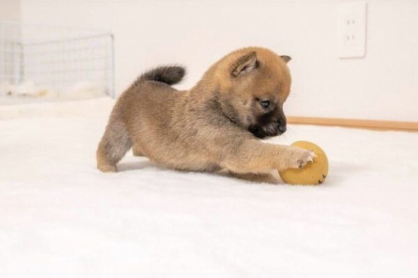 Max (Shiba Inu Puppy) - Image 4