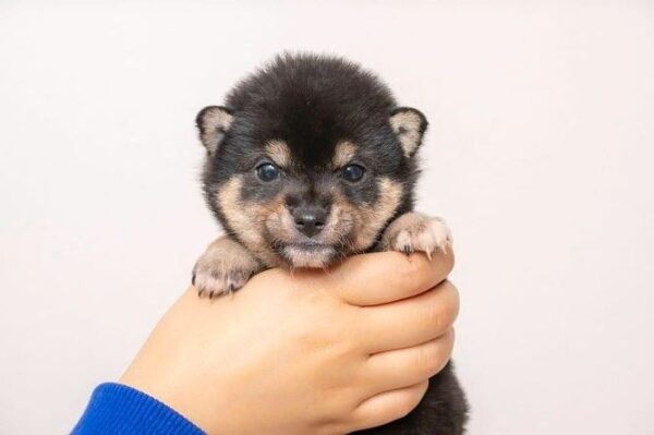 Cap (Shiba Inu Puppy) - Image 4