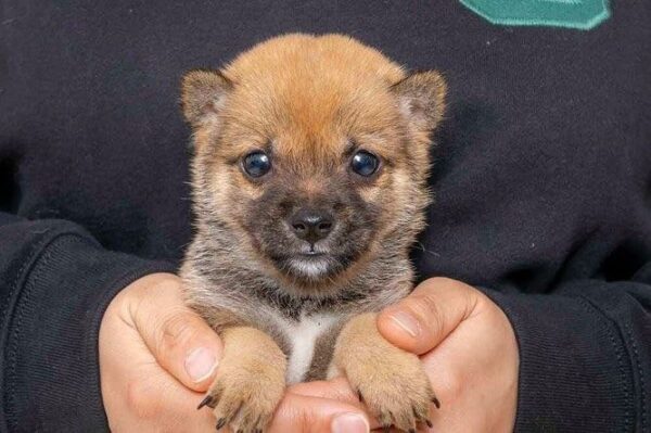 Hazel (Shiba Inu Puppy) - Image 4