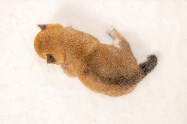 Victor (Shiba Inu Puppy) - Image 4