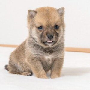 Fudge (Shiba Inu Puppy)