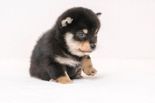 Stitch (Shiba Inu Puppy) - Image 4