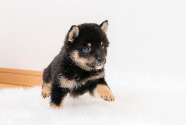 Jaden (Shiba Inu Puppy) - Image 4