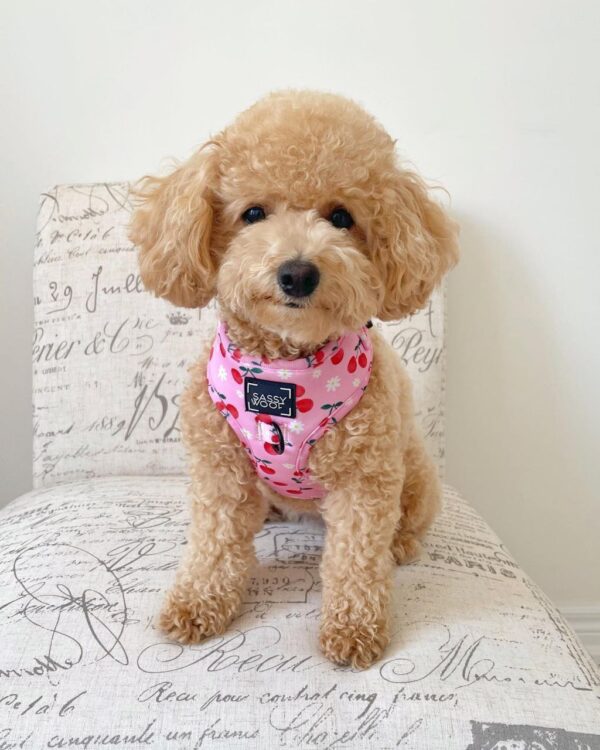 Ike (Toy Poodle Puppy) - Image 4