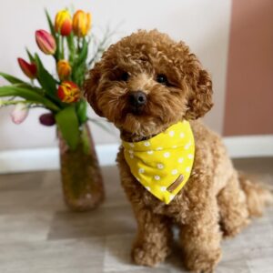 Daisi (Toy Poodle Puppies)