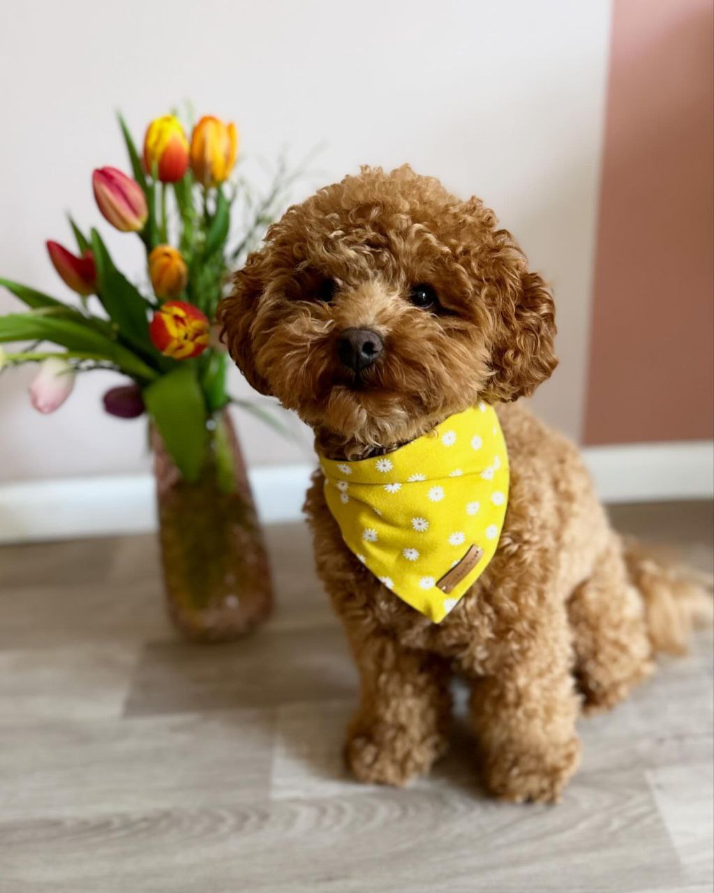 Daisi (Toy Poodle Puppies)