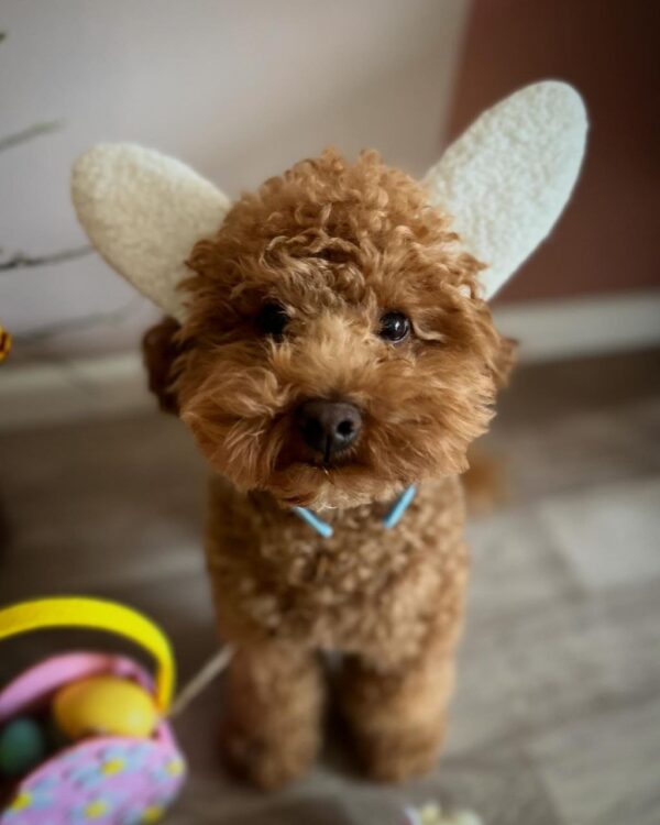 Flash (Toy poodle puppy) - Image 4