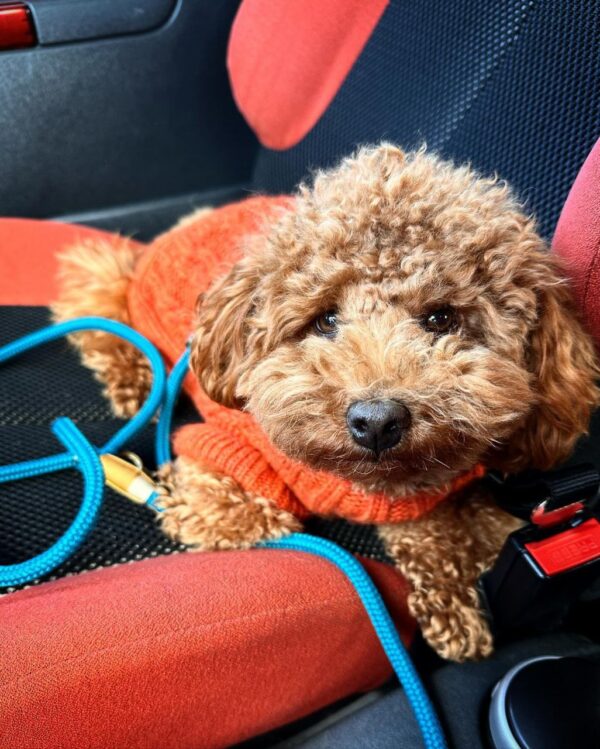 Rubble (Toy Poodle Puppy) - Image 2