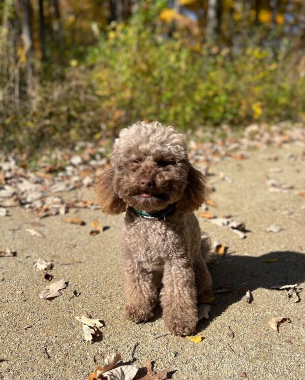 Dara (Toy Poodle Puppy) - Image 4
