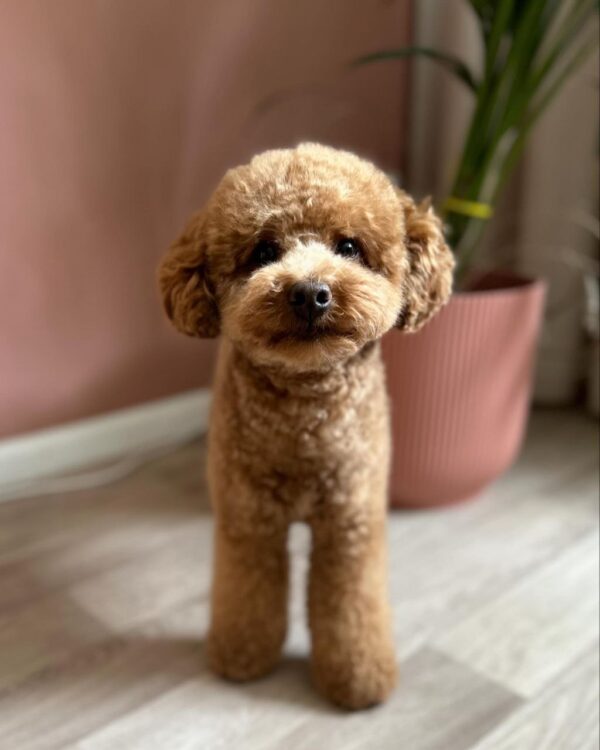 Jager (Toy Poodle Puppy) - Image 4