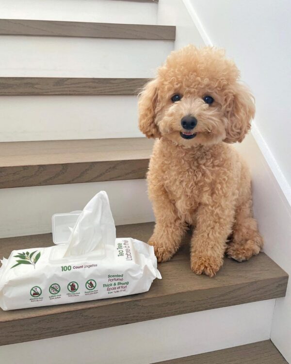 Darren (Toy Poodle Puppy) - Image 4