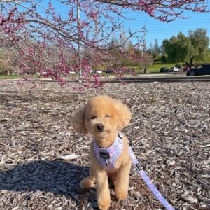Carter (Toy Poodle Puppy)