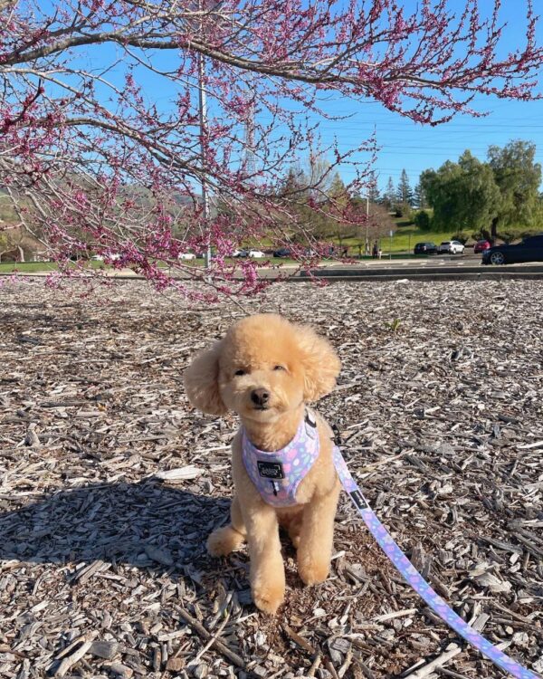 Carter (Toy Poodle Puppy)