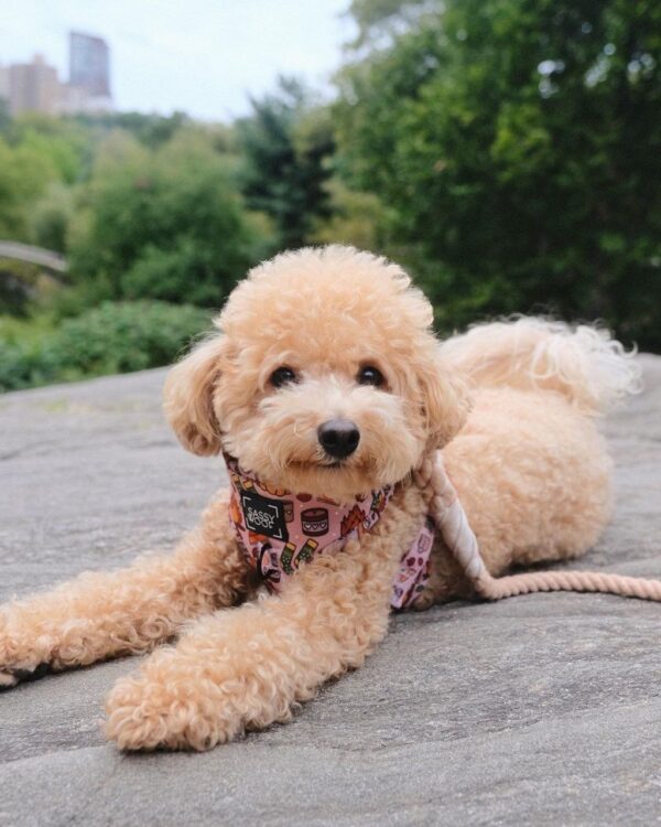Kendra (Toy Poodle Puppy) - Image 4