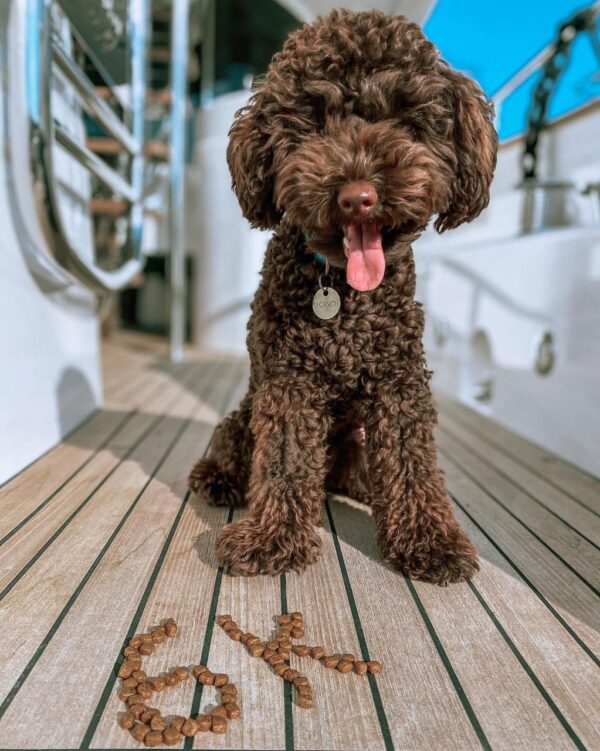 Carat (Toy Poodle Puppy) - Image 4