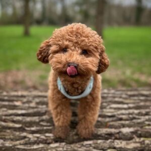 Rocky (Toy Poodle Puppy)