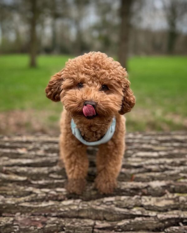 Rocky (Toy Poodle Puppy)